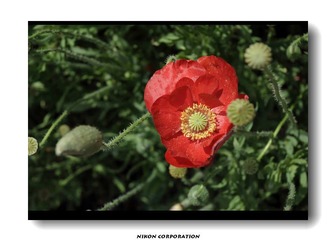 夏日里盛开的那些花