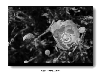 夏日里盛开的那些花