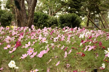 花丛