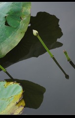 荷