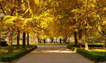 SHJ_0733