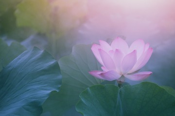 _MGL1739