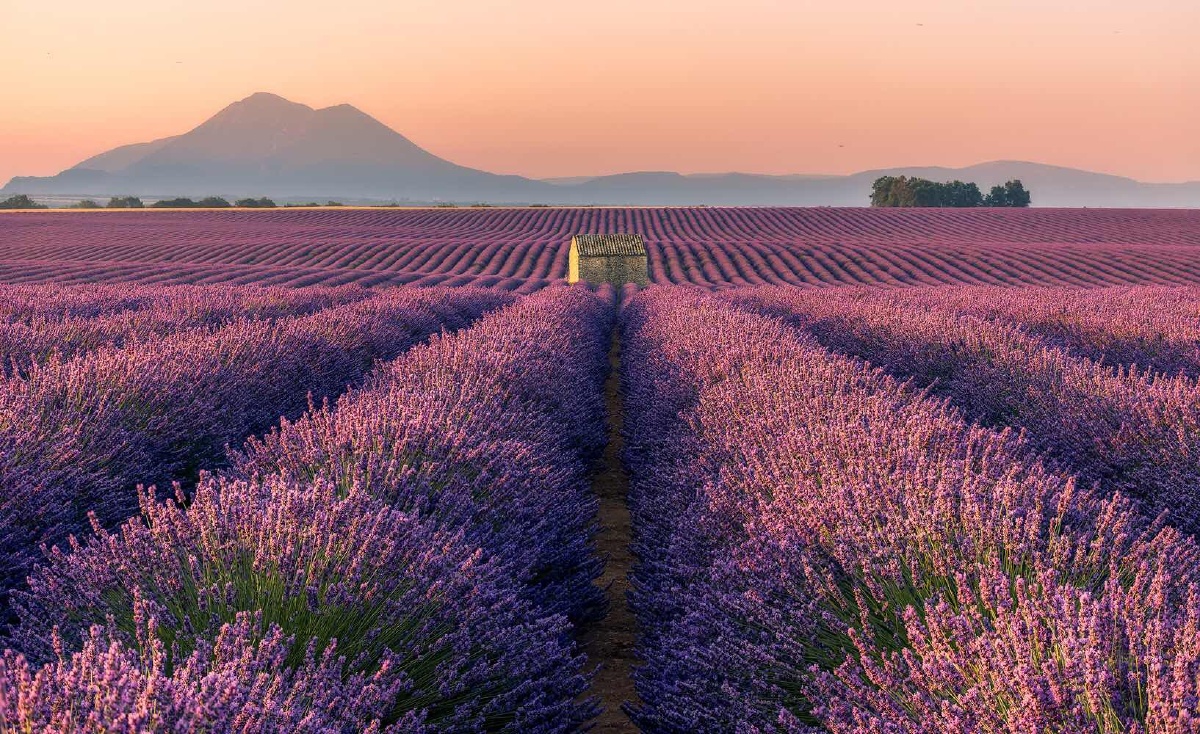 清晨的第一缕阳光晒在薰衣草田上,伴着幽幽的花香,仿佛置身童话世界