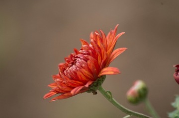 _IGP4267