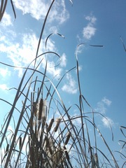 WP_005026