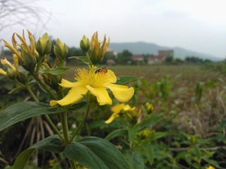 WP_001213
