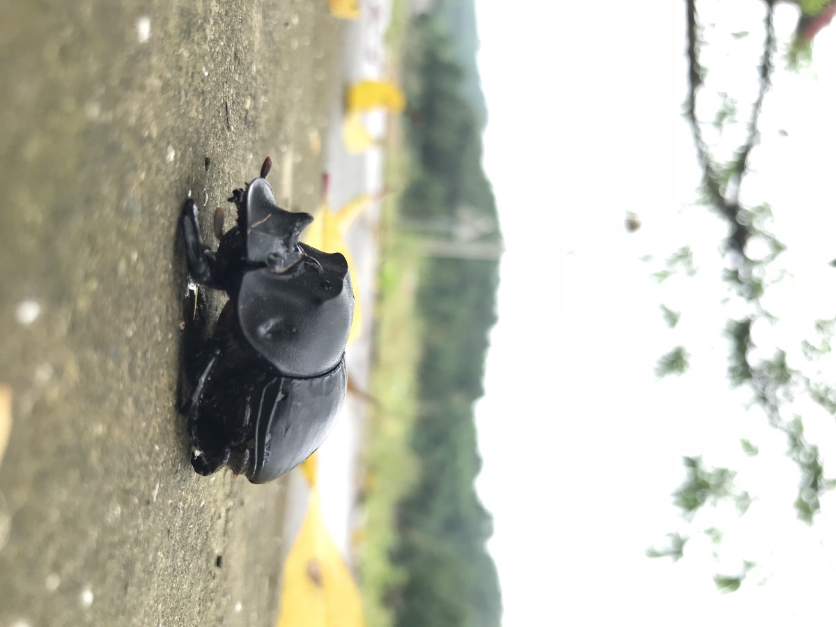 屎壳螂(独角仙),你有木有这样童真宠物的秘密?