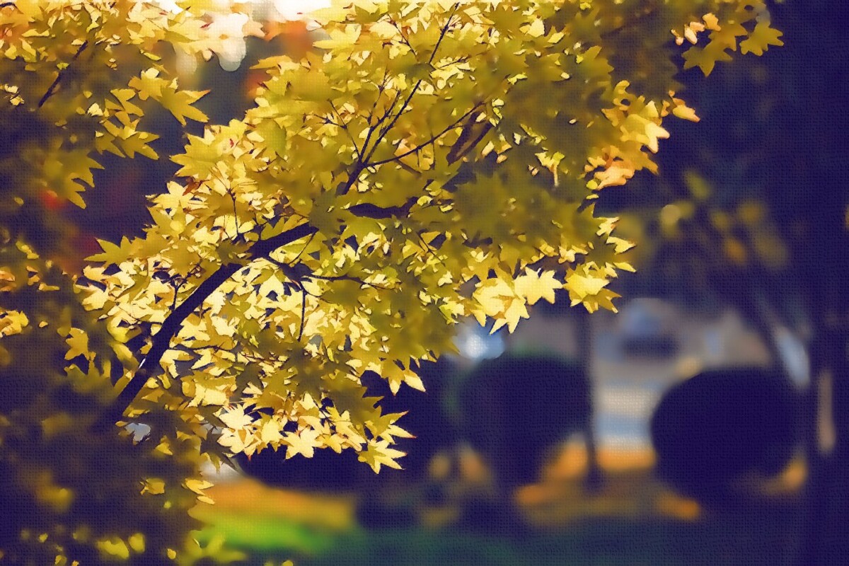 校园秋色