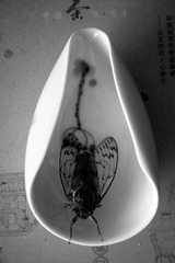 P1710678