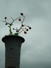P1680987