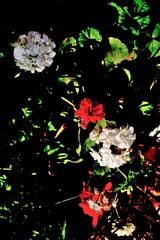 P1710752