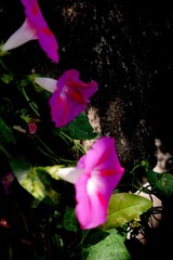 P1690785