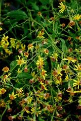 P1710731