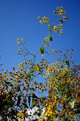 P1710739