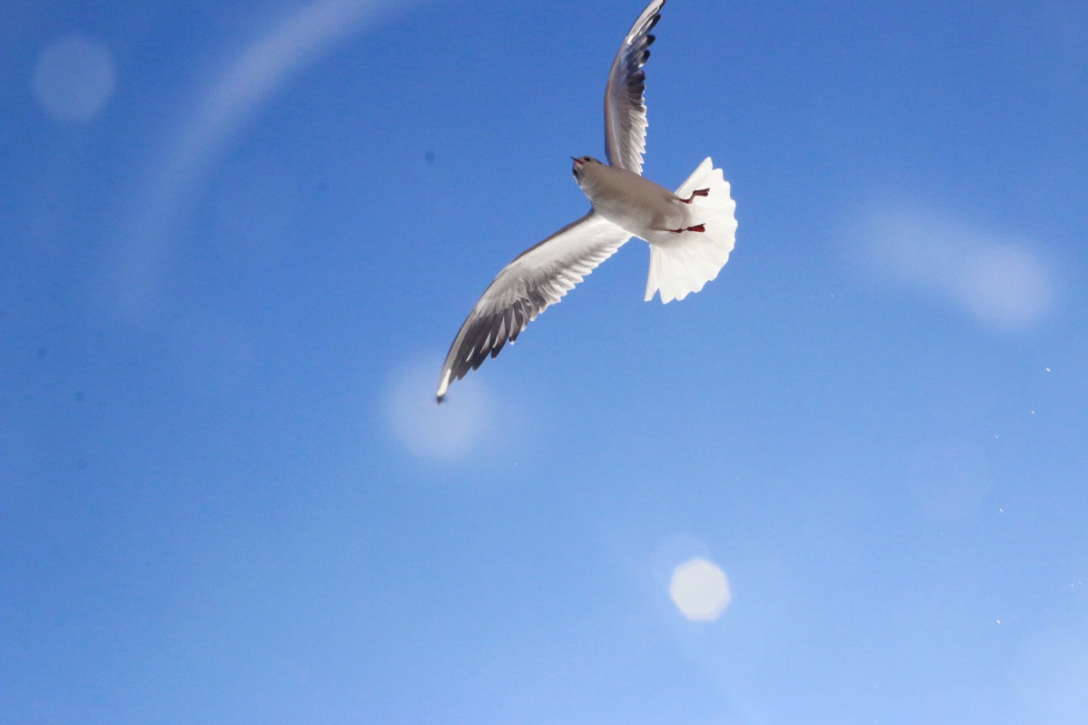 天清江月白心静海鸥知