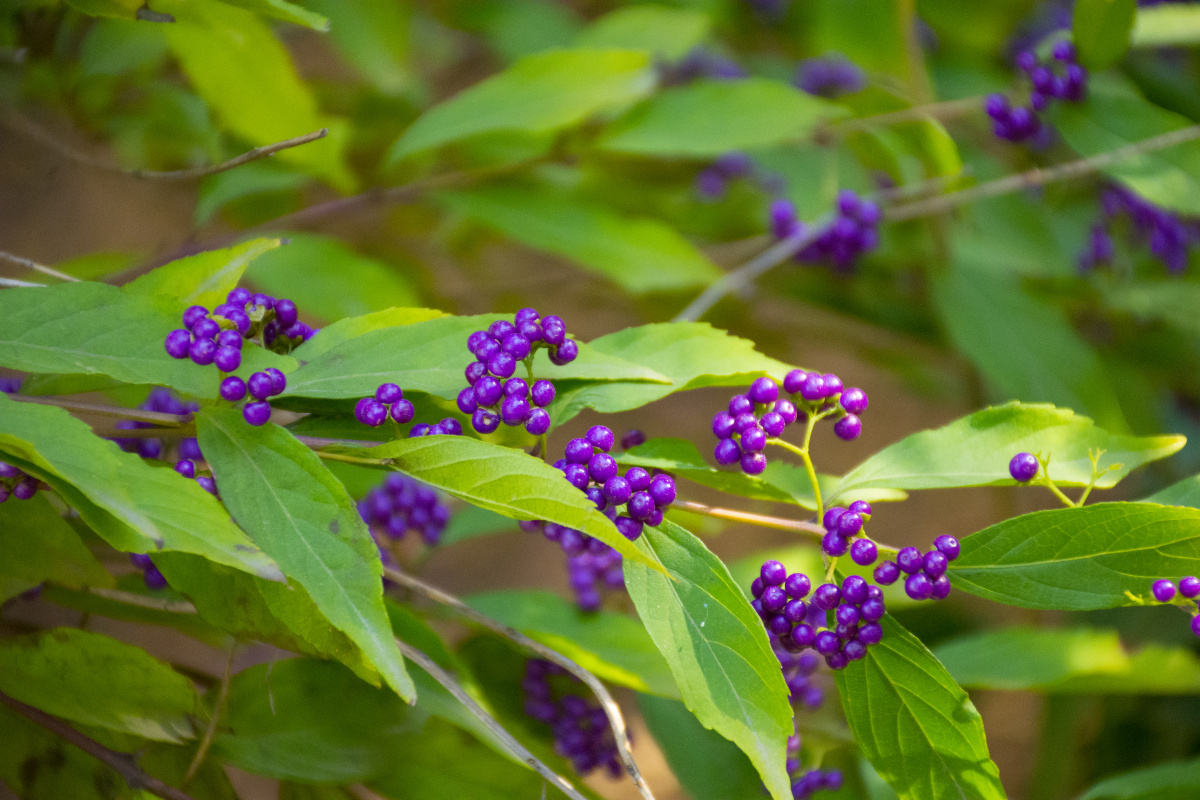 紫珠- 躁动摄影馆 - 图虫