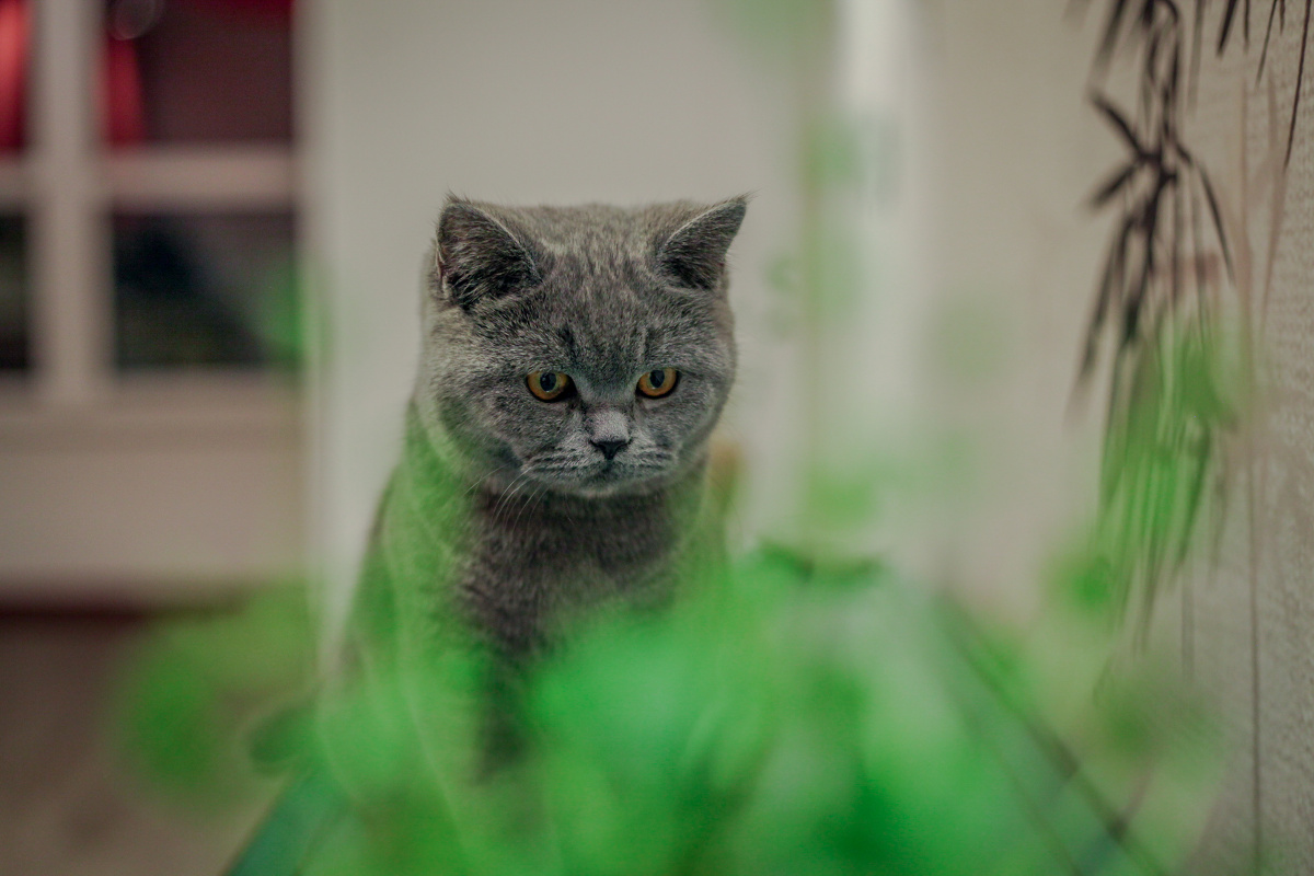 2.12----初五 - 浪客张宁 - 图虫网 - 优质摄影师交流社区