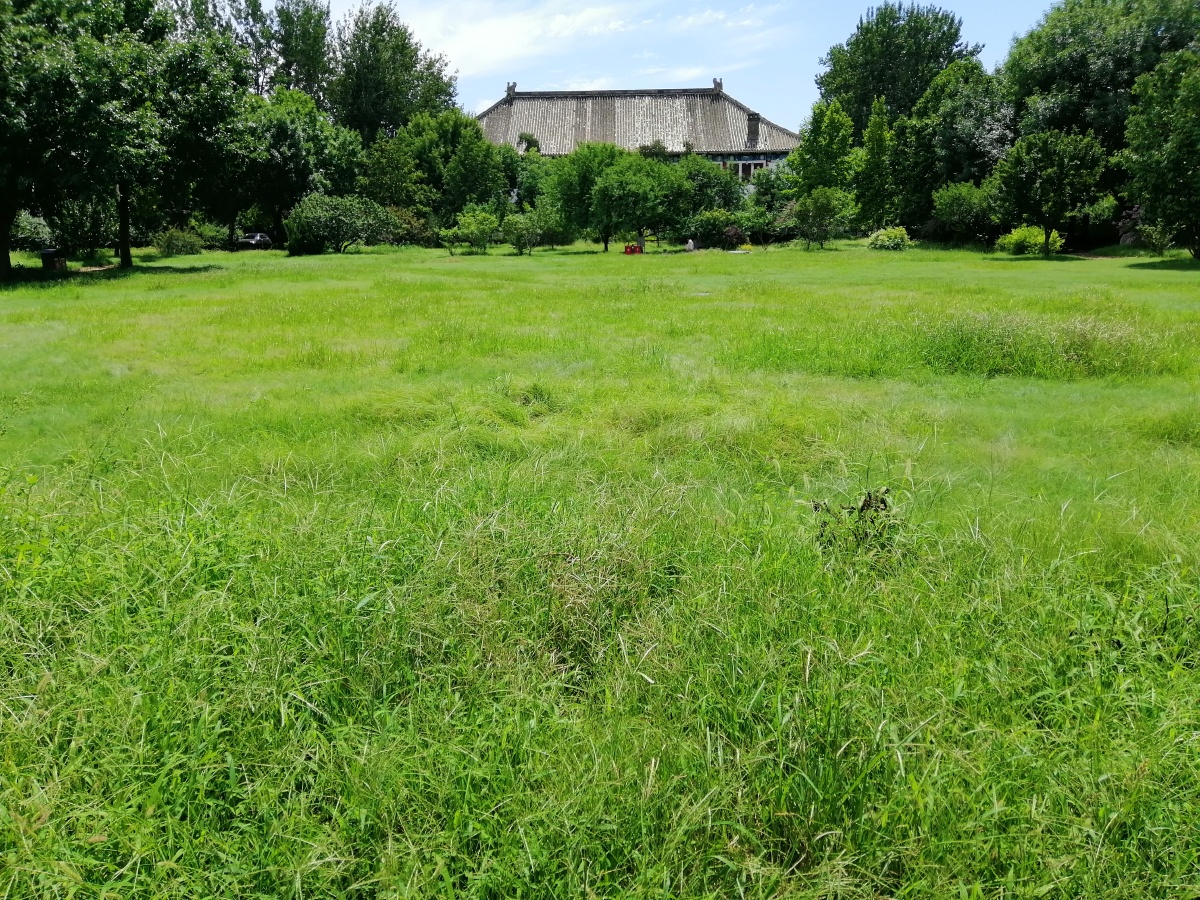 夏日里的静园草坪