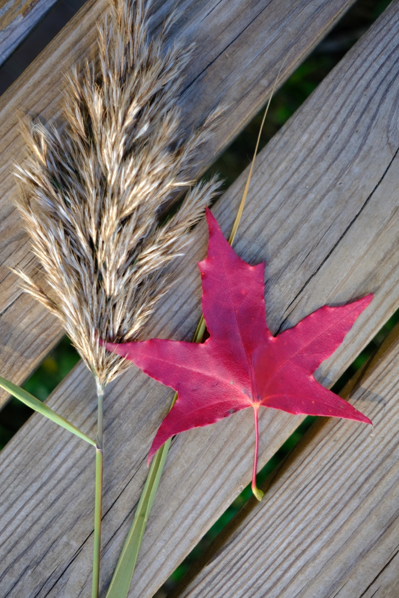 枫叶荻花秋瑟瑟