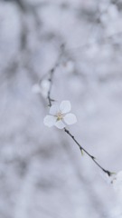 069A7539-5CF2-453C-86B6-9AE419DF1AB7/L0/001
