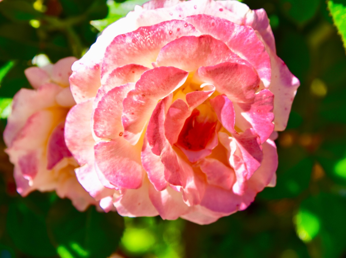 玫瑰玫瑰美国国家玫瑰公园