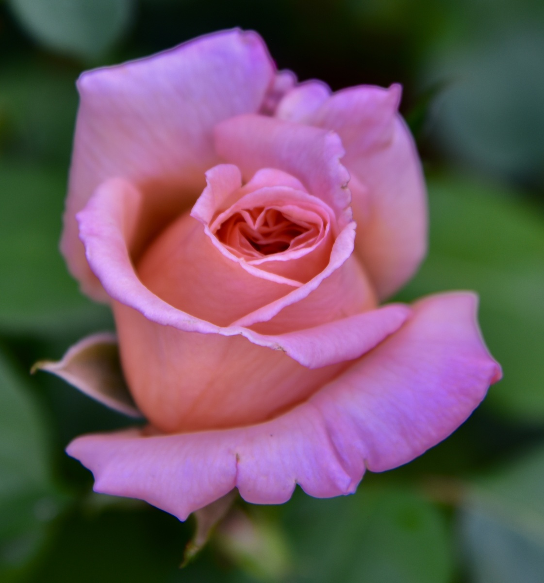 玫瑰玫瑰美国国家玫瑰公园