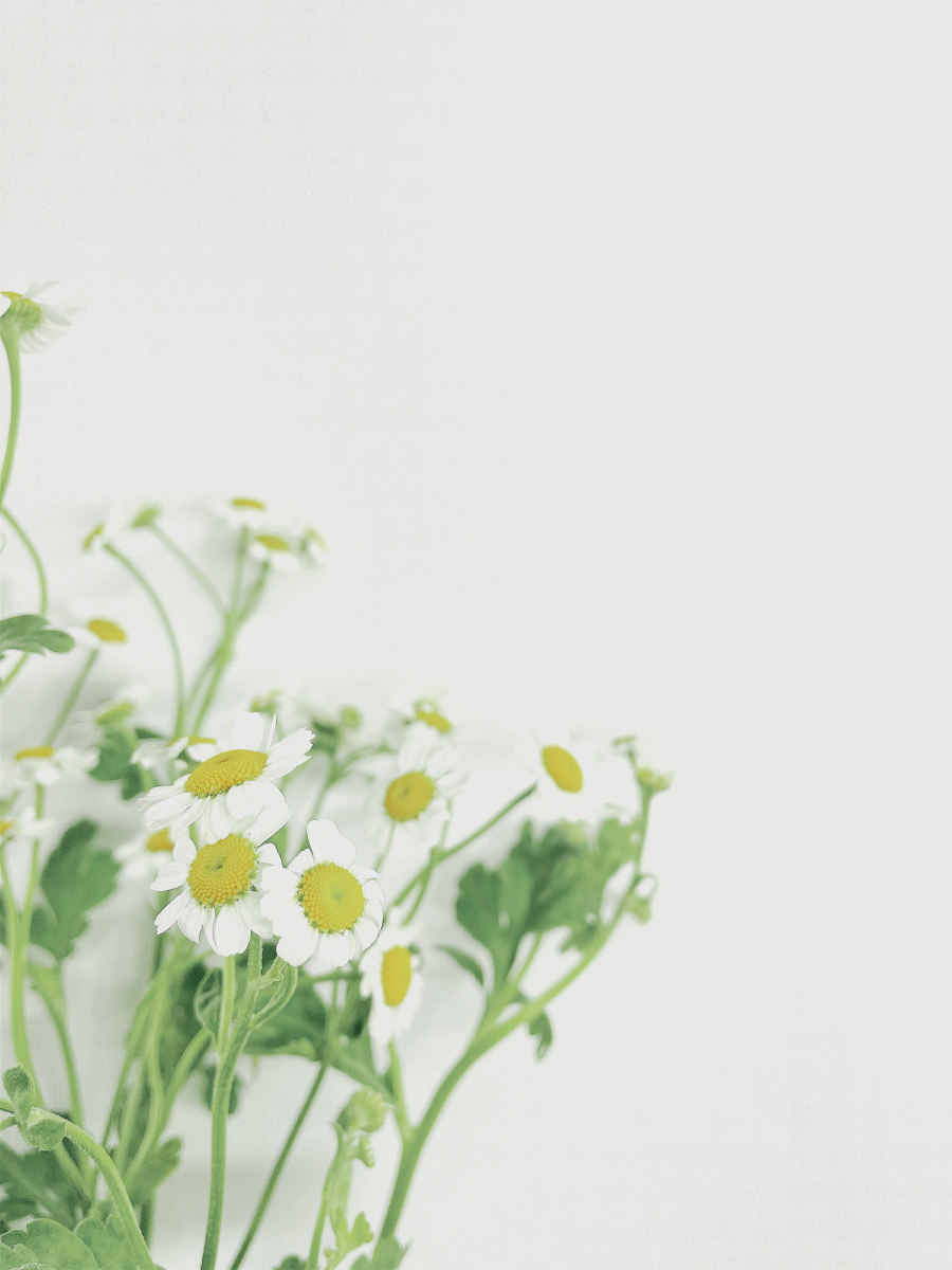 新拍的手机屏保,很是有春天的气息,留白处自己加素材