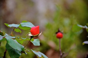 SXH_5034