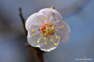SXH_7382