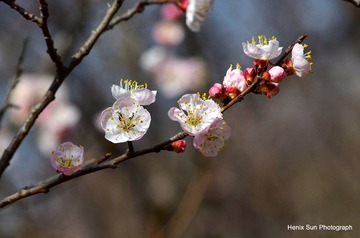 SXH_7383