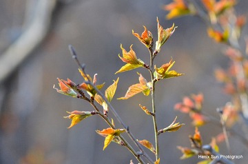 SXH_7523