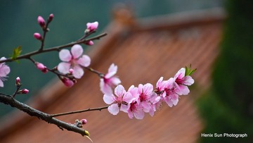 SXH_8236