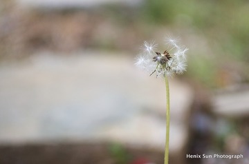 SXH_8792