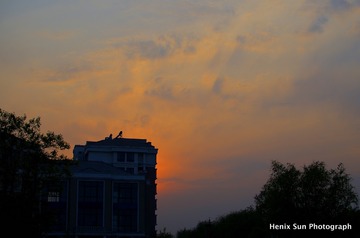 SXH_8808