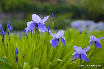 SXH_8824