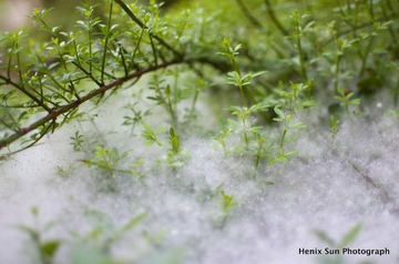 SXH_8835