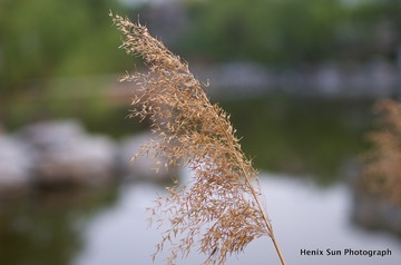 SXH_8838