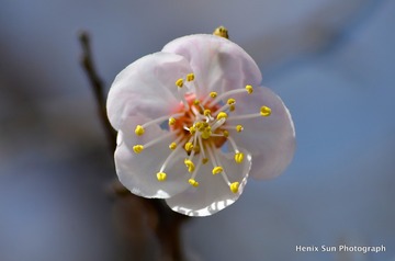 SXH_7382