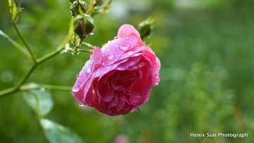 SXH_9617