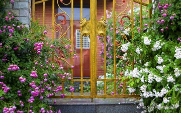 SXH_9635