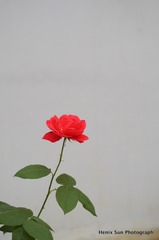 SXH_6674