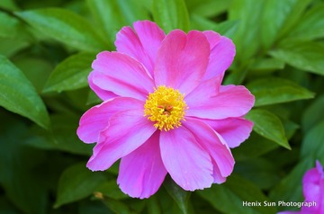 SXH_6657