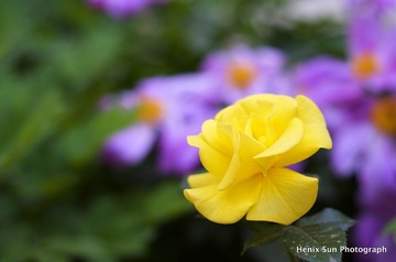 SXH_6688