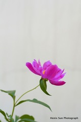 SXH_6663