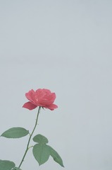 SXH_6674