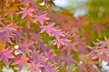 SXH_4439