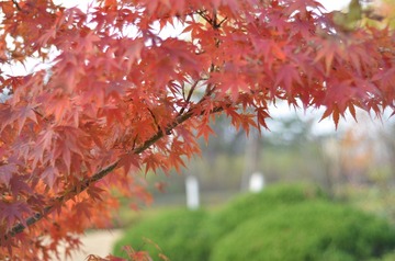 SXH_4451
