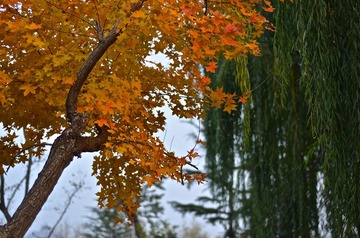 SXH_4476