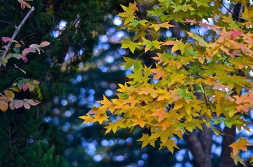 SXH_4502