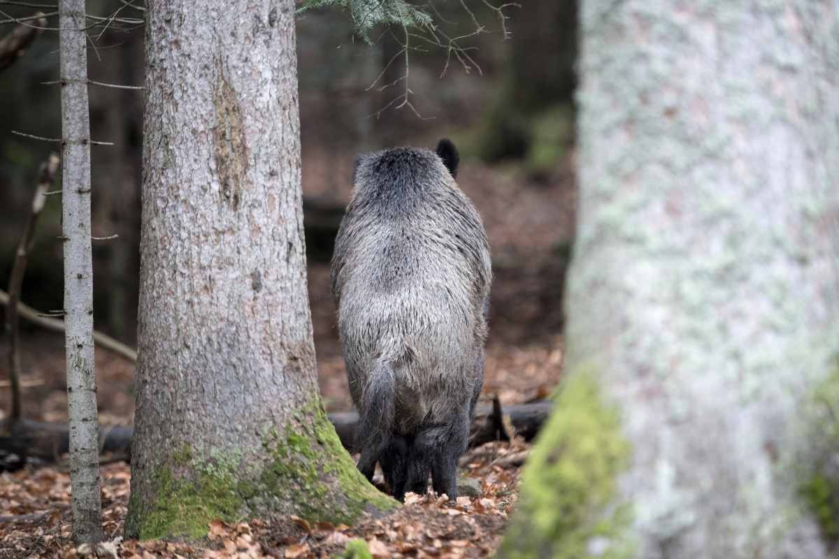 向日葵 - 火山a900 - 图虫